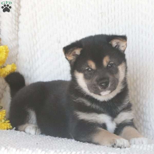Asher, Shiba Inu Puppy